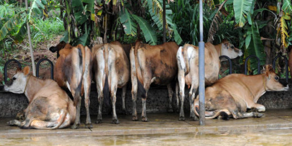 El Ndice De Precios De Los Alimentos De La Fao Sube En Enero Brio