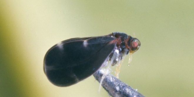 1-mosca-660x330 (1)