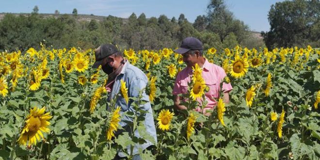 Siembran girasoles en Aguascalientes | Brio Agropecuario