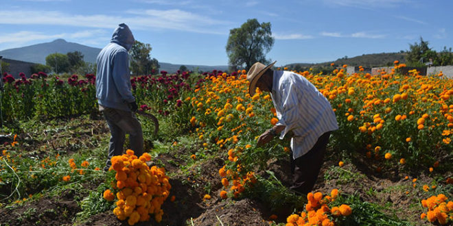 Con lágrimas, sembradores de Tarímbaro piden a la población que compren flor  de Cempasúchil | Brio Agropecuario